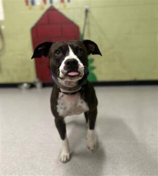 Pit Bull Terrier and Mixed Breed Dogs Available for Adoption in Indianapolis, Indiana - NOCTIS | PetCurious