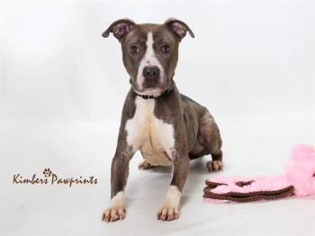 RASPBERRY -  Boxer and Mixed Breed Dog for Adoption in Omaha, Nebraska - RASPBERRY | PetCurious