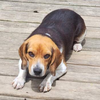 Beagle Dogs Available for Adoption in Stoughton, Massachusetts - Boone | PetCurious