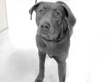 Rescue Pit Bull Terrier Dogs for Adoption in Wildomar, California - Yana | PetCurious