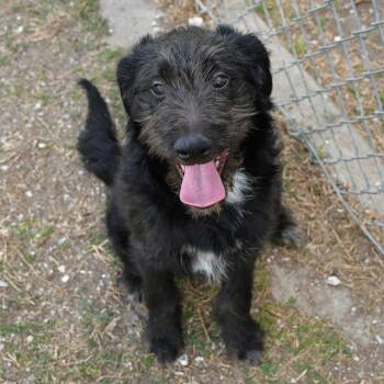 Terrier Dogs Available for Adoption - Patrick | PetCurious