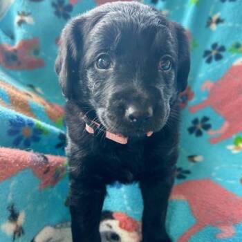 German Shepherd Dog and Flat Coated Retriever Dogs Available for Adoption - McKenzie (5/13) | PetCurious