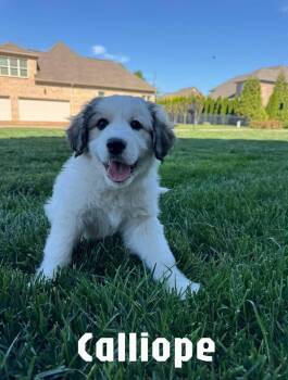 Great Pyrenees Dogs Available for Adoption in Spring Hill, Tennessee - Calliope | PetCurious