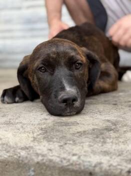 Oprah -  Mastiff and Mixed Breed Dog for Adoption in Morton Grove, Illinois - Oprah | PetCurious