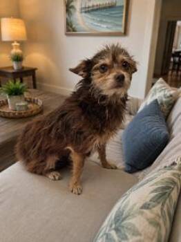 Theo -  Cairn Terrier and Yorkshire Terrier Dog for Adoption in Tifton, Georgia - Theo | PetCurious