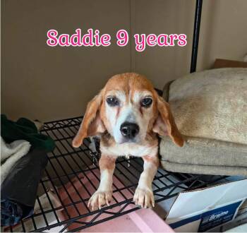 Sadie- Sweet senior seeks retirement home -  Beagle Dog for Adoption in Conway, South Carolina - Sadie- Sweet Senior Seeks Retirement Home | PetCurious