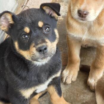 Husky and Cattle Dog Dogs Available for Adoption in Midland, Texas - Jubilee | PetCurious