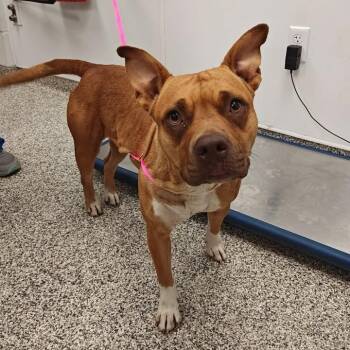 Raspberry -  Pit Bull Terrier Dog for Adoption in Springdale, Arkansas - Raspberry | PetCurious