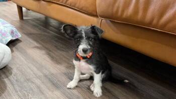 Sabrina Pepita Seed -  Chihuahua and Terrier Dog for Adoption in Friendswood, Texas - Sabrina Pepita Seed | PetCurious