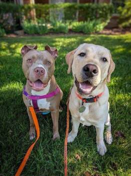 Rescue Mixed Breed Dogs for Adoption in Pontiac, Michigan - Dale | PetCurious