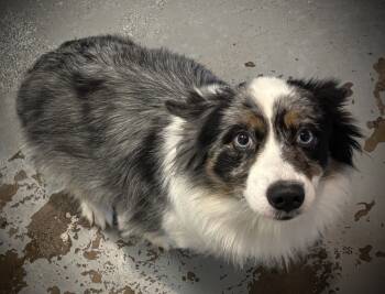 Rescue Australian Shepherd and Cardigan Welsh Corgi Dogs for Adoption in Bartlesville, Oklahoma - Maizy | PetCurious