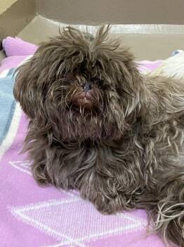 Reagan -  Shih Tzu Dog for Adoption in Christiansburg, Virginia - Reagan | PetCurious