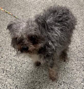 Alf -  Miniature Poodle and Mixed Breed Dog for Adoption in Kansas City, Missouri - Alf | PetCurious