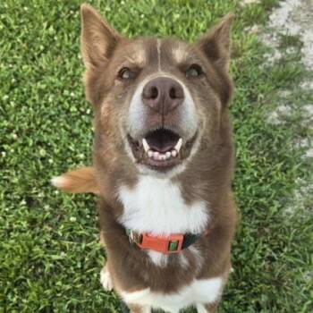 Hazel -  German Shepherd Dog and Husky Dog for Adoption in Philadelphia, Pennsylvania - Hazel | PetCurious
