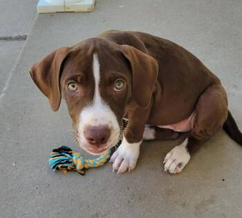 Boone -  Mixed Breed Dog for Adoption - Boone | PetCurious