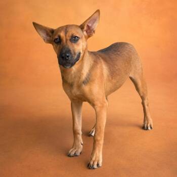 Nayla -  German Shepherd Dog and Black Mouth Cur Dog for Adoption in Heber Springs, Arkansas - Nayla | PetCurious