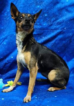 260352  Laurel -  Terrier and Miniature Pinscher Dog for Adoption in Wetumpka, Alabama - 260352  Laurel | PetCurious