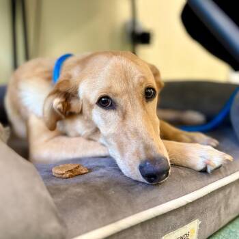 Possum -  Dachshund and Yellow Labrador Retriever Dog for Adoption in New Fairfield, Connecticut - Possum | PetCurious