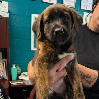 Pumpkin Spice -  Labrador Retriever and Rottweiler Dog for Adoption in Salem, West Virginia - Pumpkin Spice | PetCurious