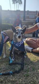 Rescue Chihuahua Dogs for Adoption in Los Angeles, California - Buddy #8782 | PetCurious