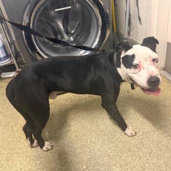 Panda -  Pit Bull Terrier Dog for Adoption in San Gabriel, California - Panda | PetCurious