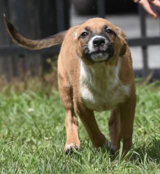Uttame -  Hound and Shepherd Dog for Adoption in Mechanicsburg, Pennsylvania - Uttame | PetCurious