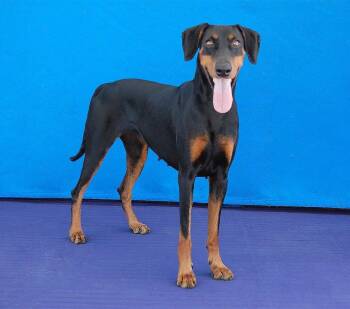 MOANA -  Doberman Pinscher Dog for Adoption in Pasadena, California - MOANA | PetCurious