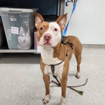 Harris -  Pit Bull Terrier Dog for Adoption in Indianapolis, Indiana - Harris | PetCurious