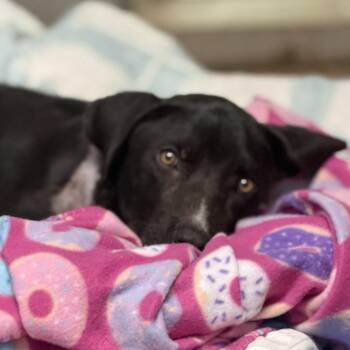 Frank -  Mixed Breed Dog for Adoption in Pauls Valley, Oklahoma - Frank | PetCurious