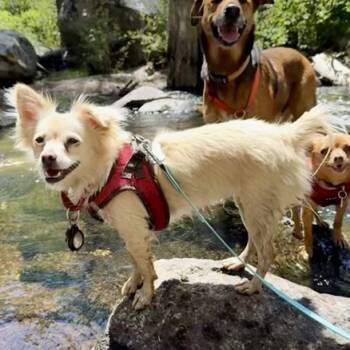 Rescue Chihuahua and Pomeranian Dogs for Adoption in Sonoma, California - Mia | PetCurious
