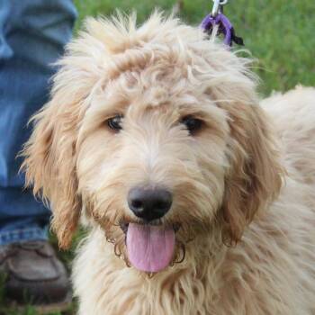 Deucy -  Goldendoodle Dog for Adoption in Eaton, Ohio - Deucy | PetCurious