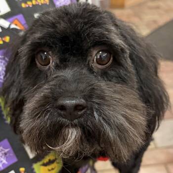 Keiko Turner -  Cavapoo Dog for Adoption in Plano, Texas - Keiko Turner | PetCurious