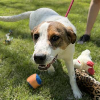 Australian Shepherd Dogs Available for Adoption in Locust Fork, Alabama - Tigger | PetCurious
