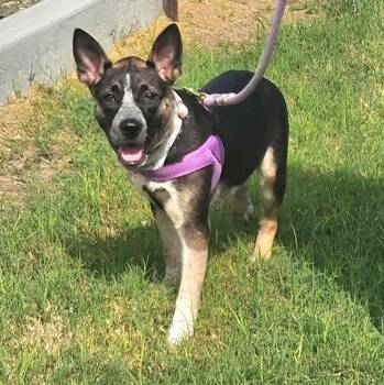 Australian Cattle Dog Blue Heeler and Mixed Breed Dogs Available for Adoption in Corpus Christi, Texas - Nyathera | PetCurious