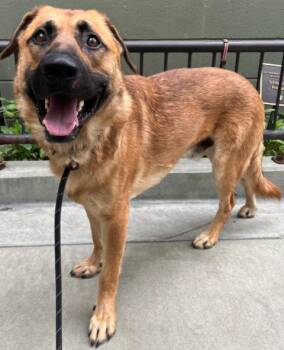 German Shepherd Dog Dogs Available for Adoption in Hoffman Estates, Illinois - Hoyt | PetCurious