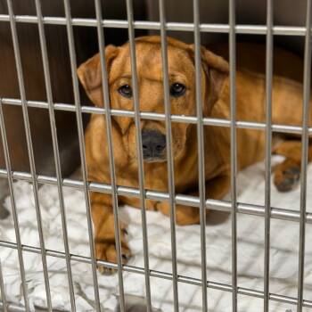 Rescue Rhodesian Ridgeback and Retriever Dogs for Adoption in Fort Smith, Arkansas - Molasses | PetCurious