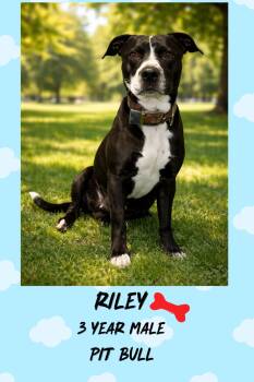 Pit Bull Terrier Dogs Available for Adoption - RILEY  – 3 YEAR MALE PIT BULL MIX@ PETCO, 5011 E. RAY ROAD, PHX  | PetCurious