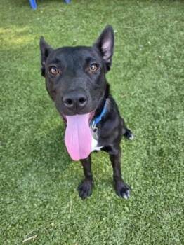 Wilma -  Australian Kelpie and Mixed Breed Dog for Adoption in Savannah, Georgia - Wilma | PetCurious