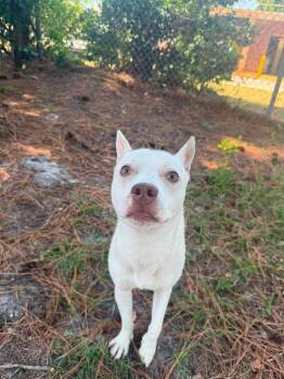 Circ -  Terrier Dog for Adoption in Wilmington, North Carolina - Circ | PetCurious