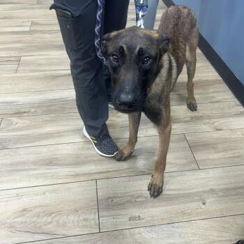 Belgian Shepherd Malinois Dogs Available for Adoption in Newark, New Jersey - Murph | PetCurious