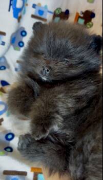 Pugsley  -  Pomeranian Dog for Sale in Redding, California - Pugsley  | PetCurious