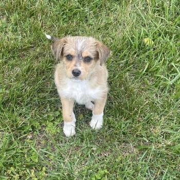 Wirehaired Terrier and Husky Dogs Available for Adoption in New Tazewell, Tennessee - Squirrel | PetCurious
