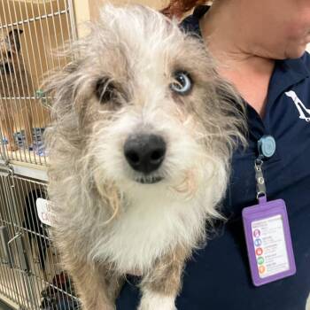 "Stitch" -  Jack Russell Terrier and Cairn Terrier Dog for Adoption in Lyndhurst, Virginia - "Stitch" | PetCurious