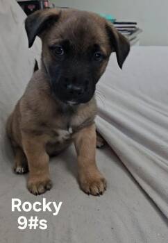 German Shepherd Dog Dogs Available for Adoption - Rocky | PetCurious