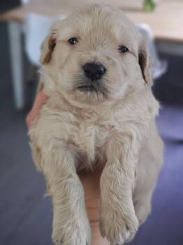 Goldendoodle Dogs Available for Adoption - Gyllene | PetCurious