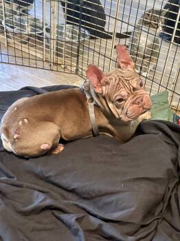 GOKU -  French Bulldog Dog for Adoption in Margate, Florida - GOKU | PetCurious