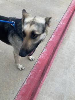 Mixed Breed Dogs Available for Adoption in Dallas, Texas - DILLY | PetCurious