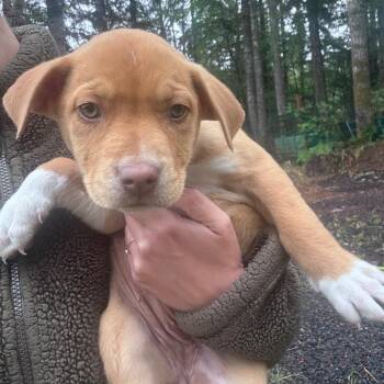 Border Collie and Pit Bull Terrier Dogs Available for Adoption in Tacoma, Washington - Tomato | PetCurious