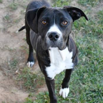 Rescue Black Labrador Retriever and Pit Bull Terrier Dogs for Adoption in Beaumont, Texas - Lola | PetCurious