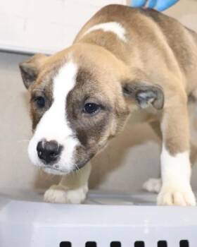 Eden -  Pit Bull Terrier and Mixed Breed Dog for Adoption in Kansas City, Missouri - Eden | PetCurious